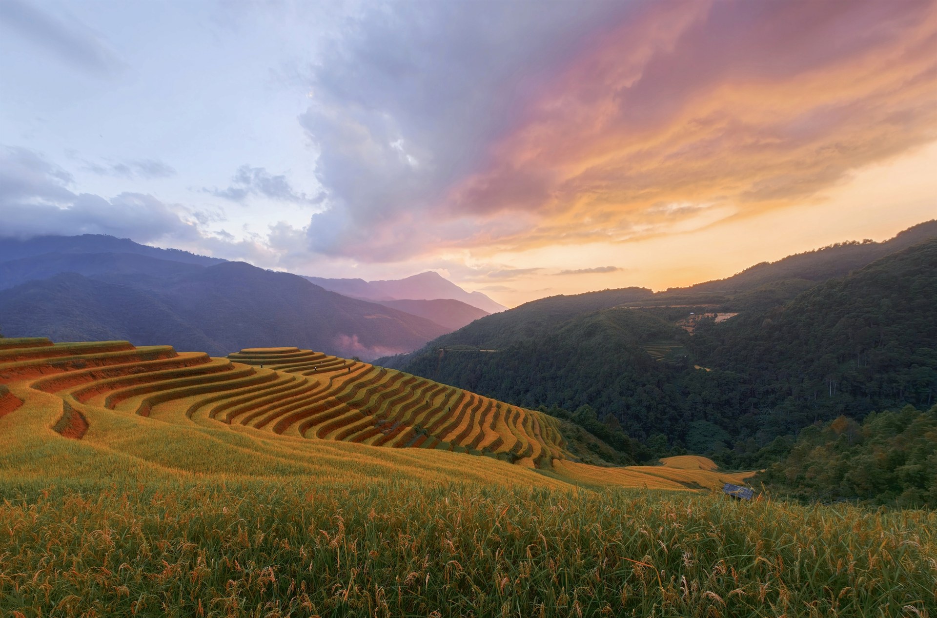 Mu Cang Chai terraced fields at sunset, shot on the OPPO Find X10 Pro Max
